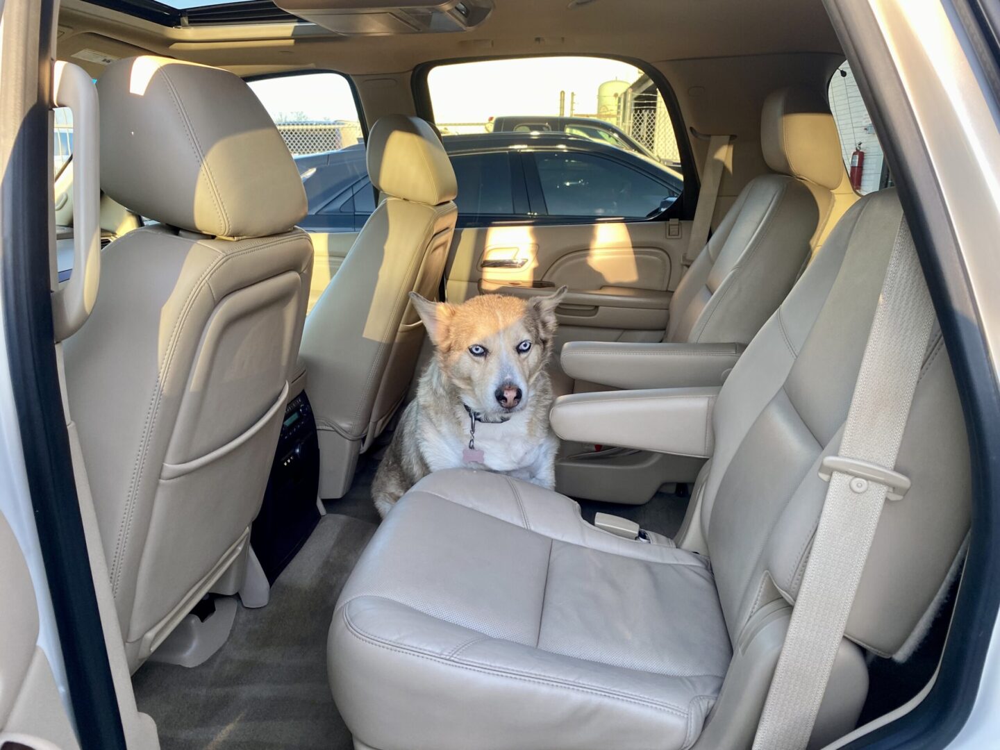 Dog sitting inside a parked car.